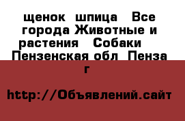 щенок  шпица - Все города Животные и растения » Собаки   . Пензенская обл.,Пенза г.